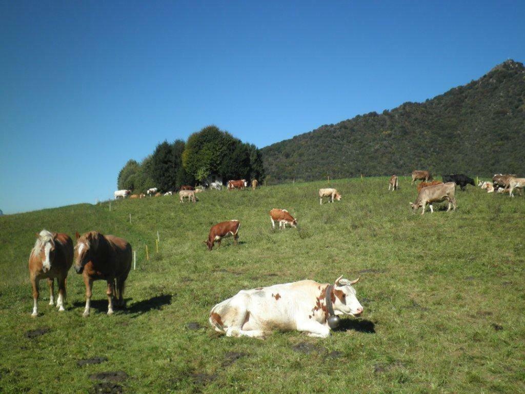 La Pineta *