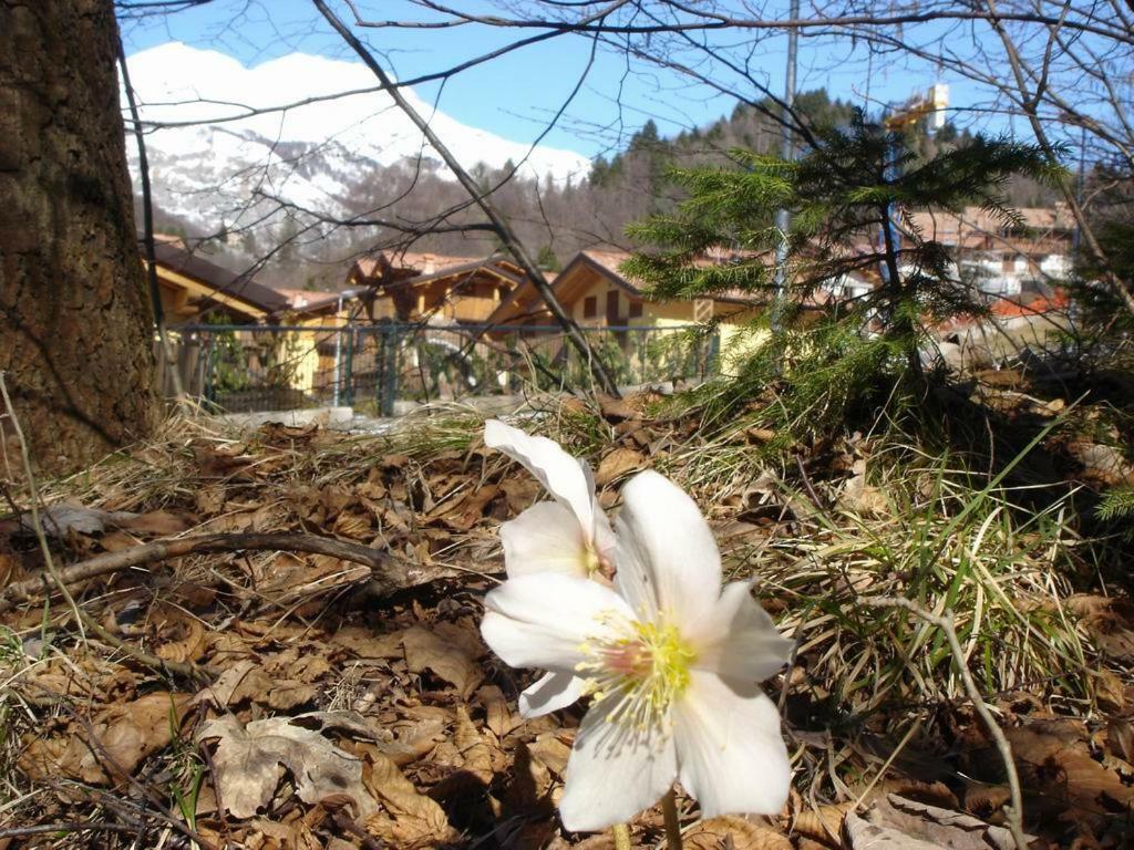 La Pineta Apartment Serina (Lombardy)